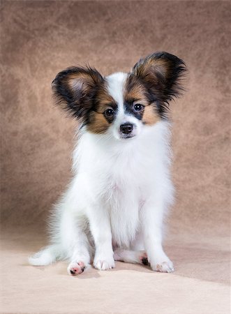 simsearch:400-08402912,k - Portrait of a cute little puppy Papillon on a light brown background Stock Photo - Budget Royalty-Free & Subscription, Code: 400-07717614