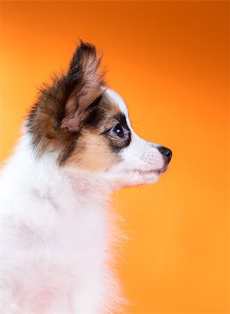 simsearch:400-06641109,k - Portrait of a cute little puppy Papillon on a orange background Stock Photo - Budget Royalty-Free & Subscription, Code: 400-07717615