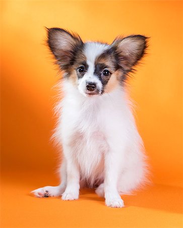 simsearch:400-08402912,k - Portrait of a cute little puppy Papillon on a orange background Stock Photo - Budget Royalty-Free & Subscription, Code: 400-07717616