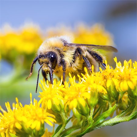 Bumblebee (Bombus pascuorum) on a yellow flower Stock Photo - Budget Royalty-Free & Subscription, Code: 400-07717612