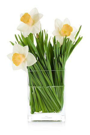 White daffodils in glass vase. Isolated on white background Stock Photo - Budget Royalty-Free & Subscription, Code: 400-07719225