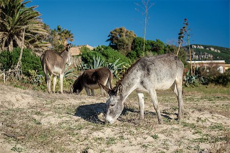 simsearch:400-05294140,k - Donkey feeding outdoors Stock Photo - Budget Royalty-Free & Subscription, Code: 400-07713645