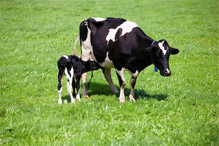 Dutch cow with newborn calf in the meadow, the Netherlands Stock Photo - Budget Royalty-Free & Subscription, Code: 400-07713976