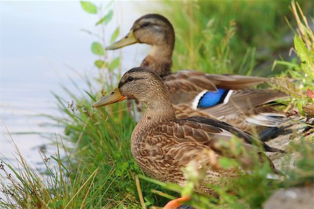 drake - Beautiful Duck on the green grass Stock Photo - Budget Royalty-Free & Subscription, Code: 400-07728107