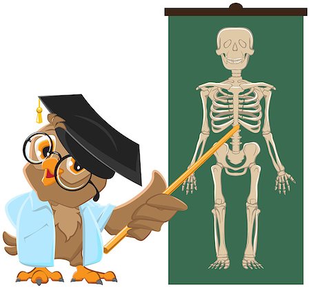Owl teacher. Anatomy Lesson, the study of the human skeleton. Vector cartoon illustration Stock Photo - Budget Royalty-Free & Subscription, Code: 400-07729260