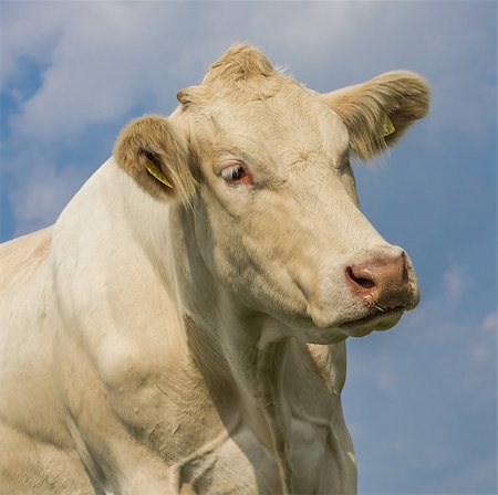 dutch cow pictures - Close up portrait of a Blonde d'Aquitaine cow Stock Photo - Budget Royalty-Free & Subscription, Code: 400-07729309