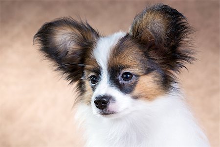 simsearch:400-05722359,k - Portrait of a cute little puppy Papillon on a light brown background Stock Photo - Budget Royalty-Free & Subscription, Code: 400-07729472