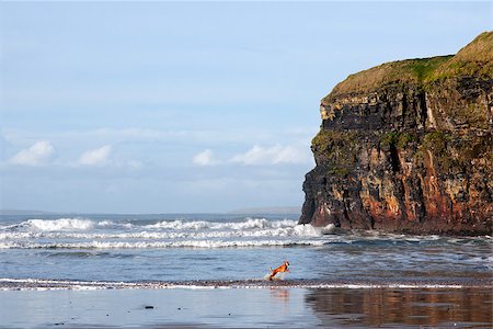 simsearch:400-06641969,k - blur motion of dog running by cliffs of Ballybunion on the wild atlantic way in county Kerry Ireland Foto de stock - Super Valor sin royalties y Suscripción, Código: 400-07729522