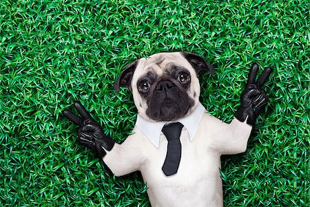 pug dog in tuxedo or suit with tie resting on grass or meadow in the park with victory or peace fingers Photographie de stock - Aubaine LD & Abonnement, Code: 400-07729556