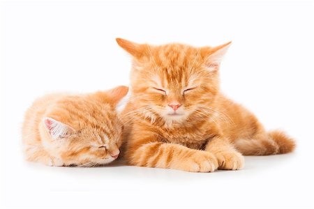 sleeping pet person - Two little Ginger british shorthair cats over white background Stock Photo - Budget Royalty-Free & Subscription, Code: 400-07720091