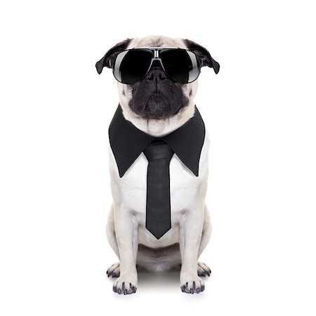 french colors scarf - pug dog looking so cool with fancy sunglasses and tie Stock Photo - Budget Royalty-Free & Subscription, Code: 400-07720621