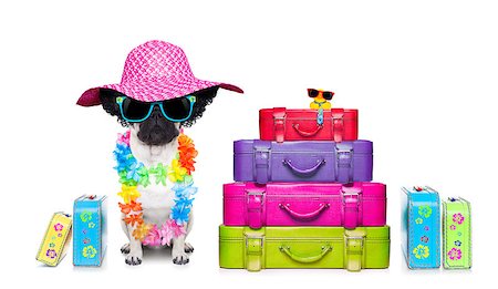 simsearch:400-08164465,k - diva pug dog with stack of luggage for the summer vacation ready for holidays Stock Photo - Budget Royalty-Free & Subscription, Code: 400-07720622