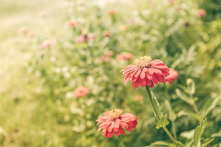 sweetcrisis (artist) - Zinnia flower or Zinnia violacea in the garden nature and park vintage Stock Photo - Budget Royalty-Free & Subscription, Code: 400-07746417