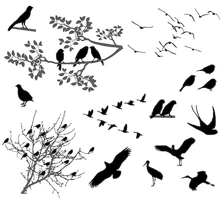 flying bird outline pic - Silhouettes of birds flying and sitting on branches Stock Photo - Budget Royalty-Free & Subscription, Code: 400-07747803