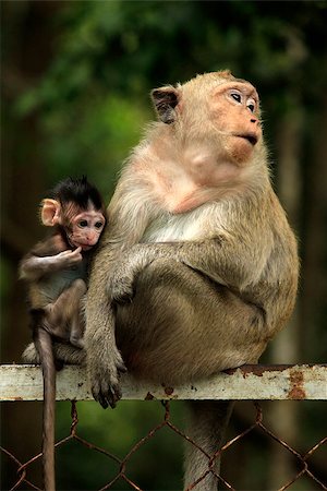 endangered animals monkeys - Family of monkeys. Sihanoukville, Cambodia Stock Photo - Budget Royalty-Free & Subscription, Code: 400-07749029