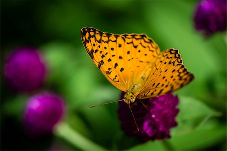simsearch:400-06912266,k - Beautiful orange butterfly in the garden. Stock Photo - Budget Royalty-Free & Subscription, Code: 400-07776530