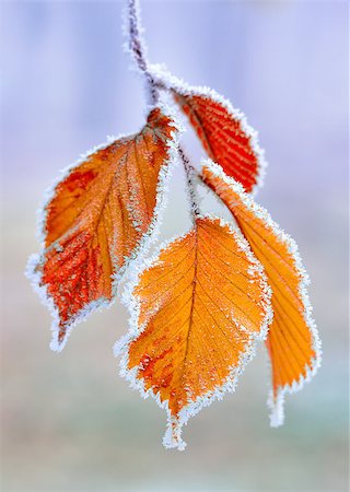Frozen autumn yellow leaves. Stock Photo - Budget Royalty-Free & Subscription, Code: 400-07779721