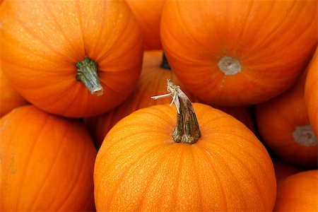 Many pumpkins. Fair of a pumpkin in California Stock Photo - Budget Royalty-Free & Subscription, Code: 400-07772194
