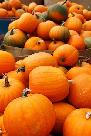 Many pumpkins. Fair of a pumpkin in California Stock Photo - Budget Royalty-Free & Subscription, Code: 400-07772193