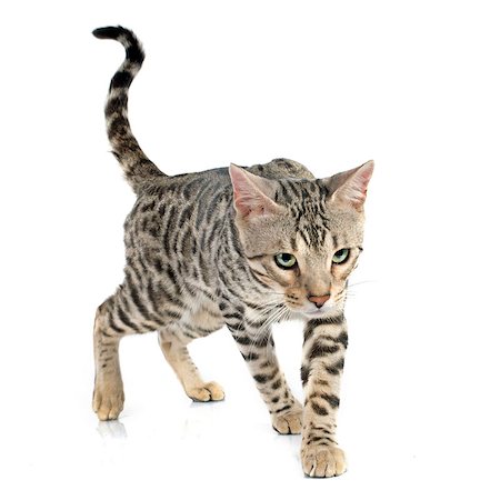 simsearch:400-06391487,k - portrait of a purebred  bengal cat on a white background Stock Photo - Budget Royalty-Free & Subscription, Code: 400-07772421