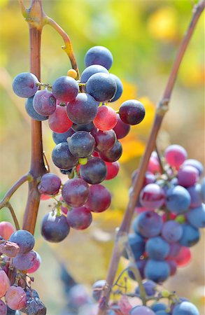 simsearch:400-06923729,k - Ripe grapes in autumn time Stock Photo - Budget Royalty-Free & Subscription, Code: 400-07794371