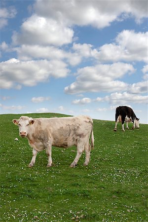 simsearch:400-05323136,k - cattle feeding on the green grass of county Kerry Ireland on the wild atlantic way Foto de stock - Super Valor sin royalties y Suscripción, Código: 400-07794393