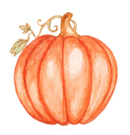 squash plant drawing - Watercolor orange pumpkin on a white background Stock Photo - Budget Royalty-Free & Subscription, Code: 400-07797707