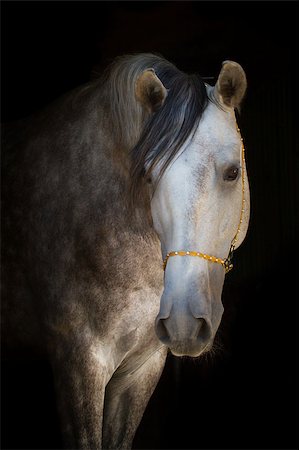 Andalusian horse on the black background Photographie de stock - Aubaine LD & Abonnement, Code: 400-07791964