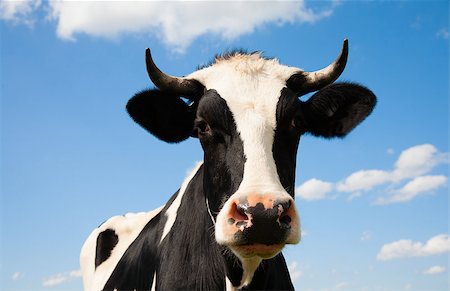 dutch cow pictures - Portrait of a Dutch cow Stock Photo - Budget Royalty-Free & Subscription, Code: 400-07817260