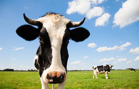 dutch cow pictures - Portrait of a Dutch cow Stock Photo - Budget Royalty-Free & Subscription, Code: 400-07817261