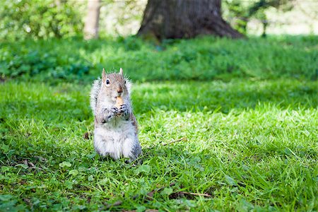 simsearch:400-08154053,k - Beautiful grey squirrel eating in the park Stock Photo - Budget Royalty-Free & Subscription, Code: 400-07817825