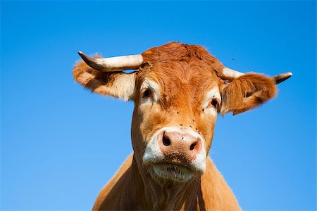 dutch cow pictures - Limousin cow in the meadow Stock Photo - Budget Royalty-Free & Subscription, Code: 400-07818253