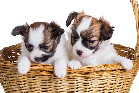 simsearch:400-08402912,k - Two cute puppy of breed papillon in wicker basket on white background Stock Photo - Budget Royalty-Free & Subscription, Code: 400-07818474