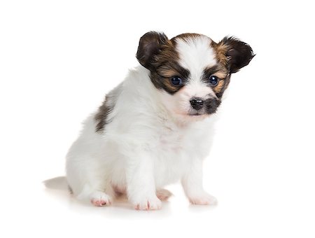 simsearch:400-06641109,k - Cute puppy of breed papillon sitting on white background Stock Photo - Budget Royalty-Free & Subscription, Code: 400-07818470