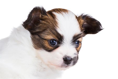 simsearch:400-05722359,k - Cute puppy of breed papillon on white background Stock Photo - Budget Royalty-Free & Subscription, Code: 400-07818472