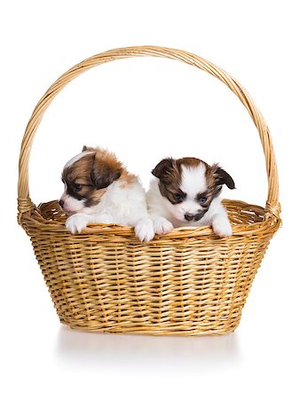 simsearch:400-06641109,k - Two cute puppy of breed papillon in wicker basket on white background Stock Photo - Budget Royalty-Free & Subscription, Code: 400-07818473