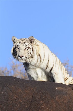 Closeup Portrait shot of a White Tiger Stock Photo - Budget Royalty-Free & Subscription, Code: 400-07818665