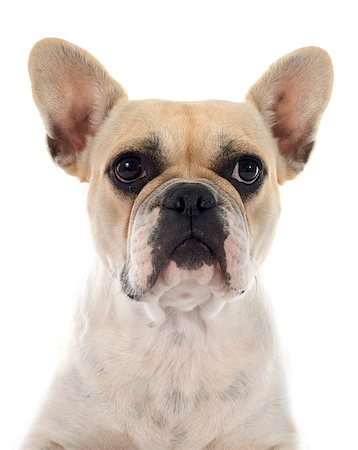 simsearch:400-07421530,k - french bulldog in front of white background Stock Photo - Budget Royalty-Free & Subscription, Code: 400-07819095