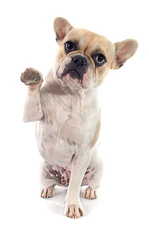 simsearch:400-07421530,k - french bulldog in front of white background Stock Photo - Budget Royalty-Free & Subscription, Code: 400-07819097