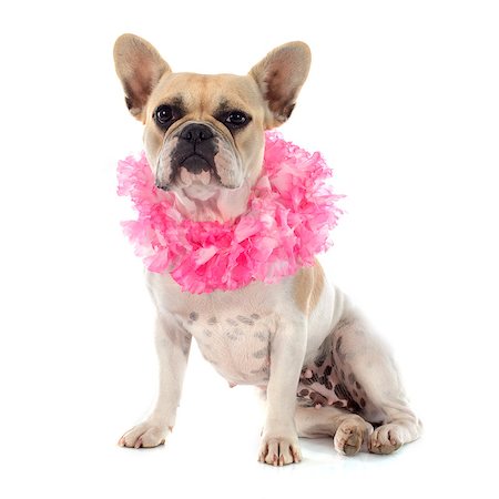 simsearch:400-07421530,k - french bulldog in front of white background Stock Photo - Budget Royalty-Free & Subscription, Code: 400-07819098