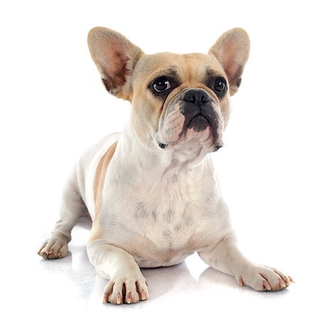simsearch:400-07421530,k - french bulldog in front of white background Stock Photo - Budget Royalty-Free & Subscription, Code: 400-07819093