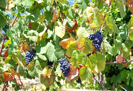 simsearch:846-05647552,k - Grappeson a vineyard row Stock Photo - Budget Royalty-Free & Subscription, Code: 400-07824143