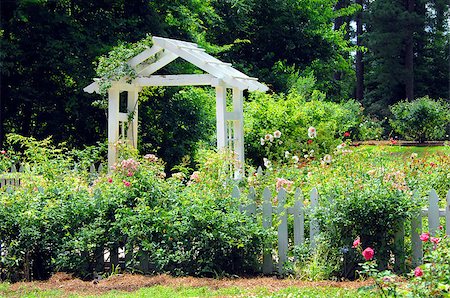photo picket garden - Gardens of the American Rose Center in Shreveport, Louisiana has beautiful landscaping with this white wooden pavillion and white picket fence.  Hollyhocks and roses bloom together around fence. Stock Photo - Budget Royalty-Free & Subscription, Code: 400-07824467
