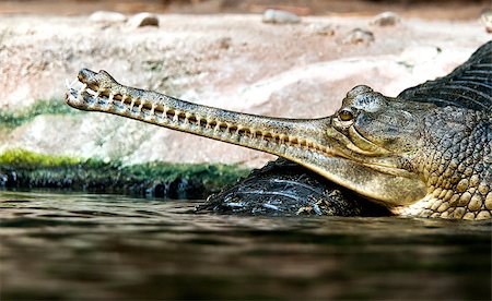 simsearch:400-05123541,k - Gharials (called also gavial and fish-eating crocodile) Stock Photo - Budget Royalty-Free & Subscription, Code: 400-07826132