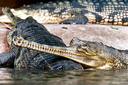 simsearch:400-05123541,k - Gharials (called also gavial and fish-eating crocodile) Stock Photo - Budget Royalty-Free & Subscription, Code: 400-07826133