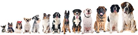 sheltie - group of dogs  in front of white background Foto de stock - Super Valor sin royalties y Suscripción, Código: 400-07826272