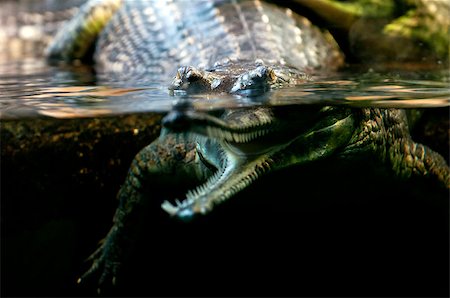 simsearch:400-05123541,k - Gharial (called also gavial and fish-eating crocodile) Stock Photo - Budget Royalty-Free & Subscription, Code: 400-07826505