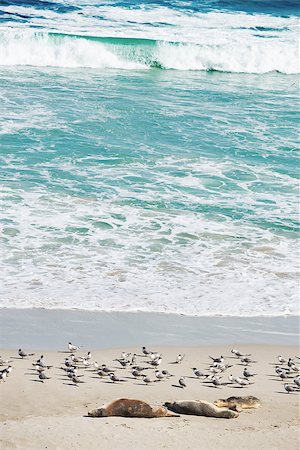 colony of  sea lions at Seal Bay, Kangaroo Island, South Australia Stock Photo - Budget Royalty-Free & Subscription, Code: 400-07828563