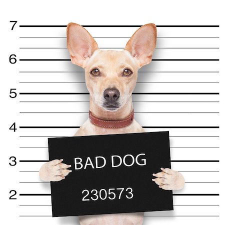 mugshot dog holding a black banner or placard Stock Photo - Budget Royalty-Free & Subscription, Code: 400-07829707