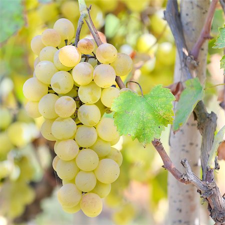 simsearch:400-06923729,k - Sweet and tasty white grape bunch Stock Photo - Budget Royalty-Free & Subscription, Code: 400-07820062